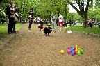 maly_mini_2016_05_20_i_piknik_rodzinny_00212.jpg